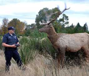 Oregon State Police Senior Trooper Adam Turnbo works with a radio-controlled Robo Elk near Mehama, Ore. The figure has a moveable head and is used to help combat illegal hunting. Oregon cut its state police force by more than 30% from 1995 to 2008. (AP Photo)