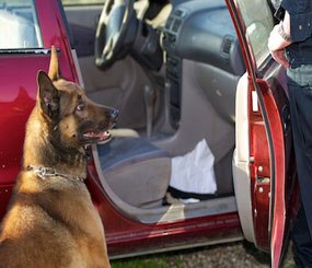 (Photo courtesy Police K-9 Magazine)