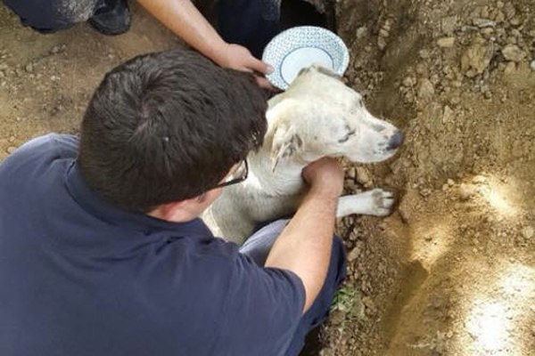 Firefighters were able to extricate the dog without injuring her.