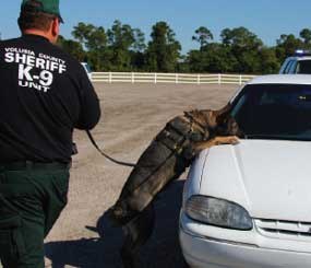 The questions of how a detector dog's reliability may be proven and what that reliability means in terms of providing probable cause for a vehicle search will be considered by the U.S. Supreme Court this fall.