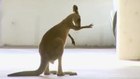 Police chase kangaroo around car lot