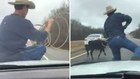 Cowboy lassos escaped calf from hood of Tenn. cop cruiser