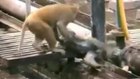 Monkey revives unconscious friend  