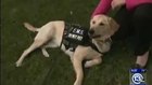 Therapy dog rides along with paramedic