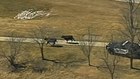 Cops pursue cattle after semi crashes