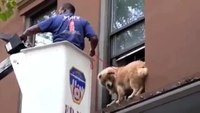 Dog Stranded on Window Ledge Gets Rescued by Firefighter