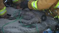 Firefighters resuscitate dogs