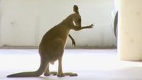 Police chase kangaroo around car lot