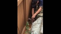 Volunteer firefighters save deer in backyard on Father's Day