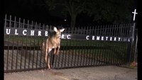 NJ firefighters rescue deer trapped in fence