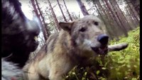 Elk hound battles 2 wolves during hunting trip