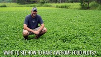 How to maintain clover food plots