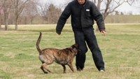 Final Episode - K9 Dog Training with Mike Ritland