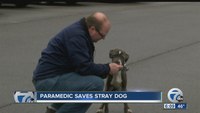 Paramedic saves stray dog