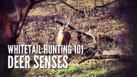 Whitetail Hunting Tips 101: Deer Senses