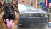 Vt. State Police dog is adorable during a car wash