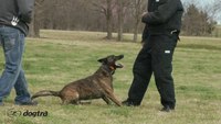 Ep.8 - K9 Dog Training with Mike Ritland: Bite Confidence