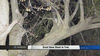 Great Dane stuck in tree