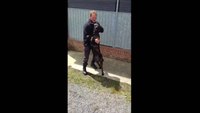 K-9 leaps into handler's arms during reunion