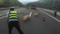 Police chase stampeding piglets on Chinese motorway