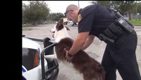 Tampa police K-9 teaches cell phone theft prevention