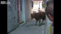 Bull attacks traffic cop
