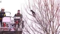 Cat rescues itself from tree