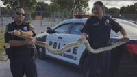 Miami firefighters capture massive python