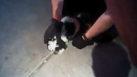NM officers save choking puppy