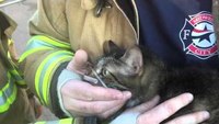 Midwest City Firefighters Rescue Dog and Cat From Structure Fire