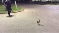 Cop pursues chicken outside of Church's Chicken