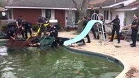 Firefighters rescue bull from backyard pool