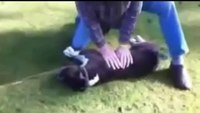 Man saves dying dog with CPR in emotional scene