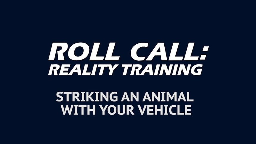 Reality Training: Striking an animal with your vehicle