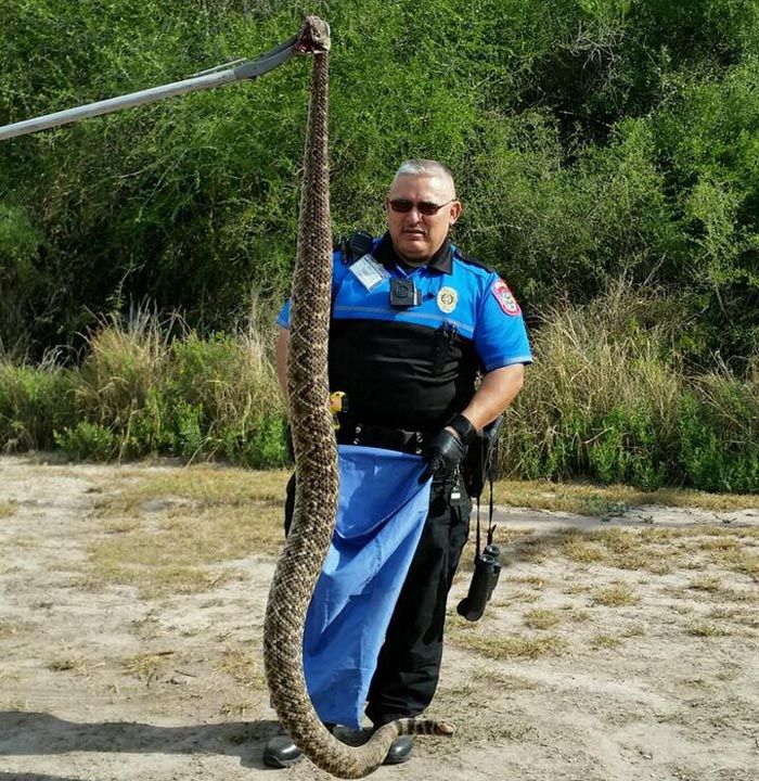 Police capture cat, rattlesnake showdown in viral photo