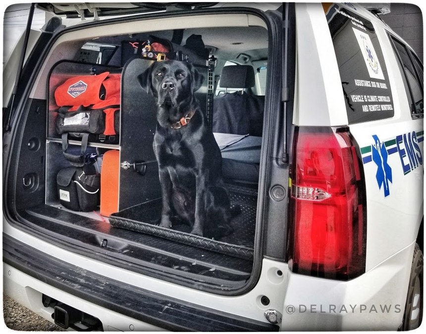 (Photo/Courtesy of AHS EMS PAWS)