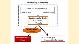 Figure 3. Smith and her team found that cardiovascular strain can: (1) lead to a suddencardiac event (SCE) in vulnerable individuals with underlying cardiovascular disease; and (2) lead to fatigue and impaired performance in all firefighters.