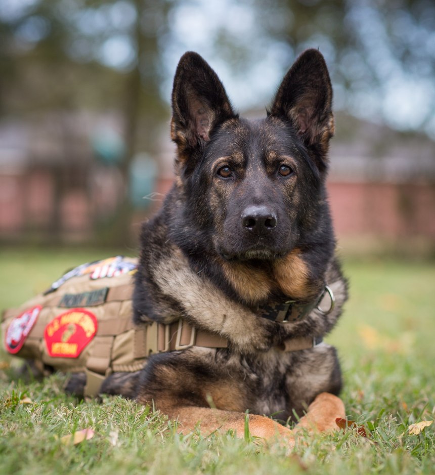 Military working dog Nora served the United States Marine Corps Military Police as a drug and patrol dog.