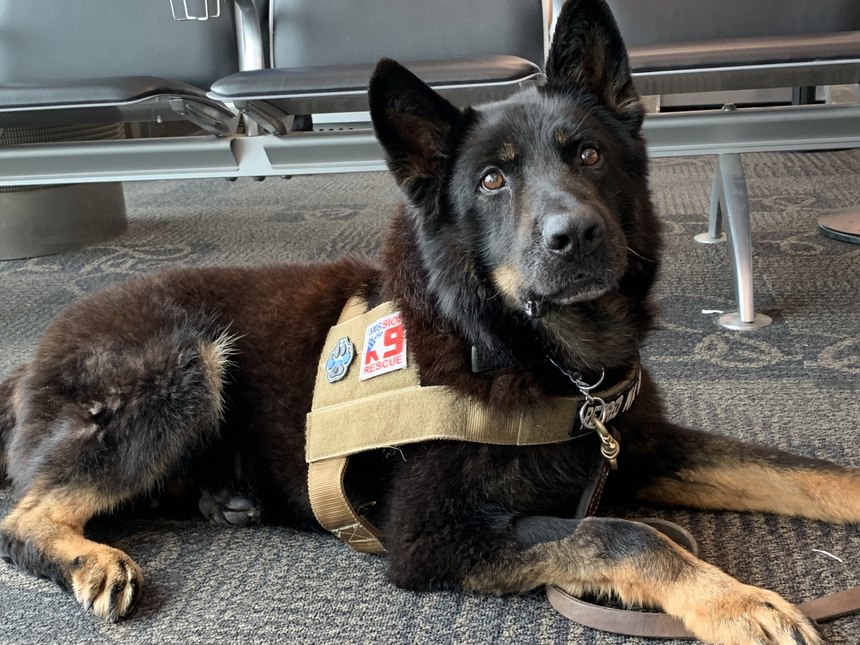 Atila was a Military Police Dog attached to the United States Marine Corps. He provided base security and narcotics searches.