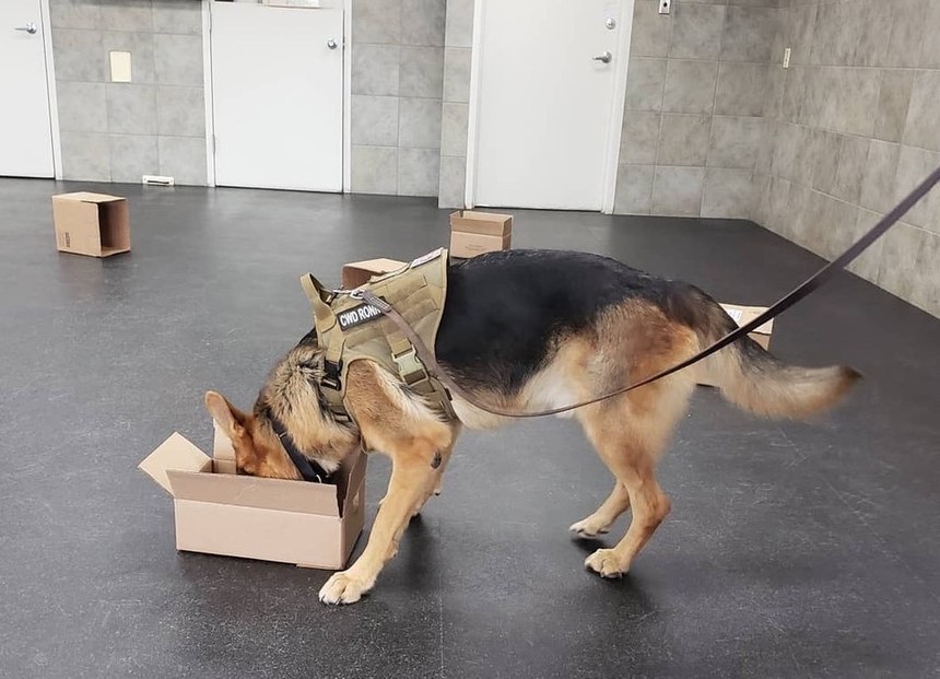 Contractor working dog Ronny participates in a training exercise to locate narcotics.