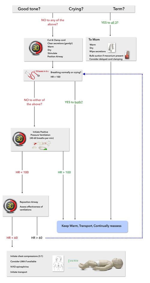 The NRP algorithm adapted to prehospital care (predominantly BLS with exception of epinephrine administration and LMA). As the most common reason for a need to initiate resuscitation in a neonate is a failure to transition from the fetal to the post-natal circulation, initial resuscitation focuses entirely on initiation of ventilation to decrease pulmonary vascular resistance and initiate oxygenation via the lungs. (Image/ Maia Dorsett)