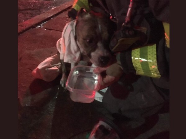 The dog was not breathing well at first. It came around after about 15 minutes.