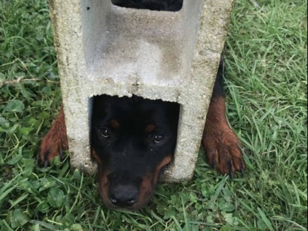 Deputies arrived first and attempted to free Fifi with soap and water.