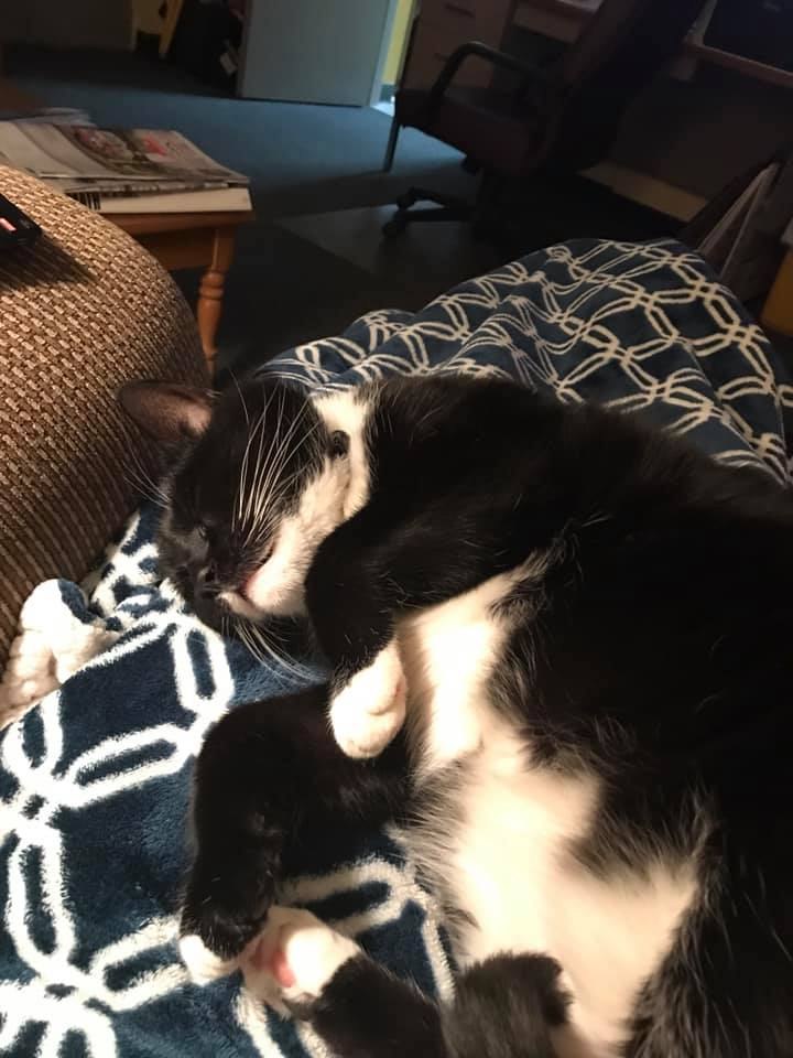 "Station cat Oscar thinks the cat should stay," Callie Mallory said. "He gives us a touch of peace when everything is falling down around us. Station cats not only rescue an animal and give them a good home but the cat rescues us too."