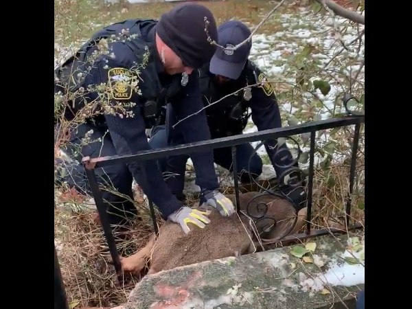 Once freed, the deer appeared unharmed as it sprinted away.