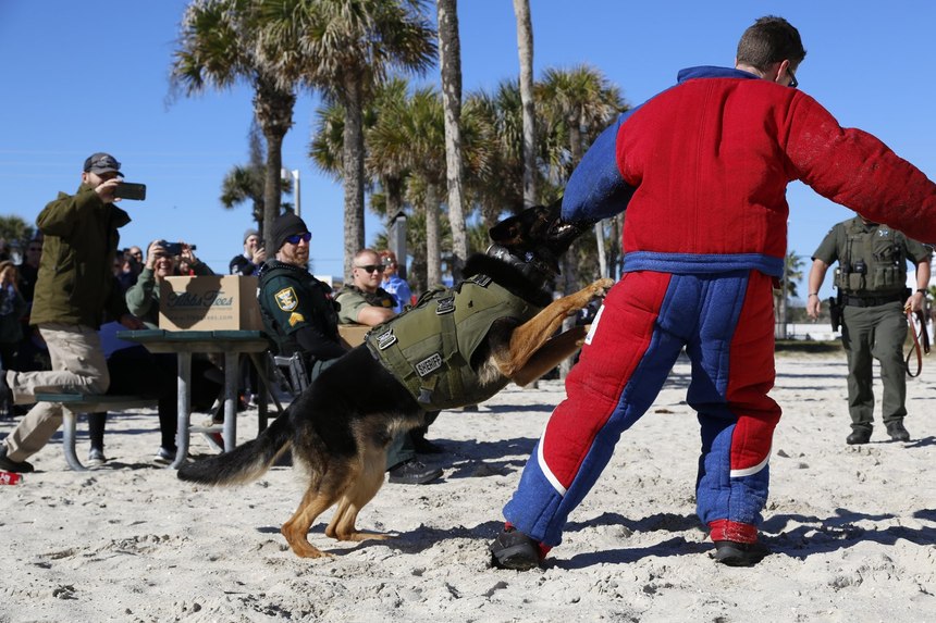 Pictured is a K-9 demonstration for the local community during one of K9s United's events at St. Augustine Beach Pier. (Photo/K9s United)