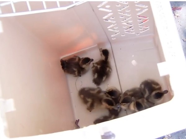 Crews briefly located the mother duck and tried to capture her in an effort to relocate the entire family, but she flew away.