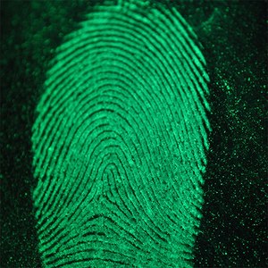Fingerprint lifted from a steering wheel cover with fluorescent magnetic powder. Photo taken with a macro lens.