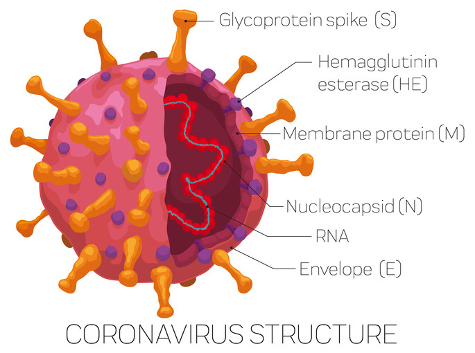coronavirus structure diagram (Getty Images)
