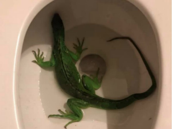 Can you imagine lifting the toilet seat and finding this?